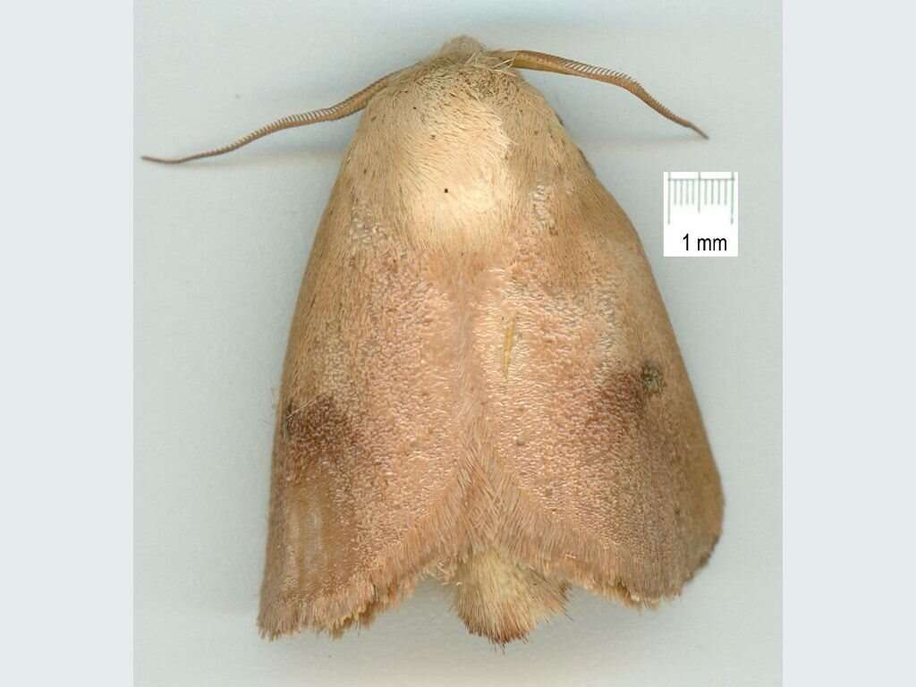 Image of Comana monomorpha Turner 1904