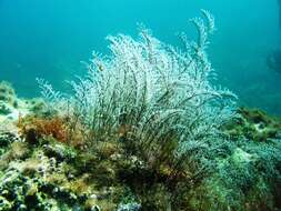 Image of Feather hydroid