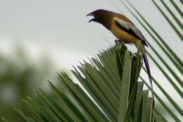 Image of Rufous Treepie