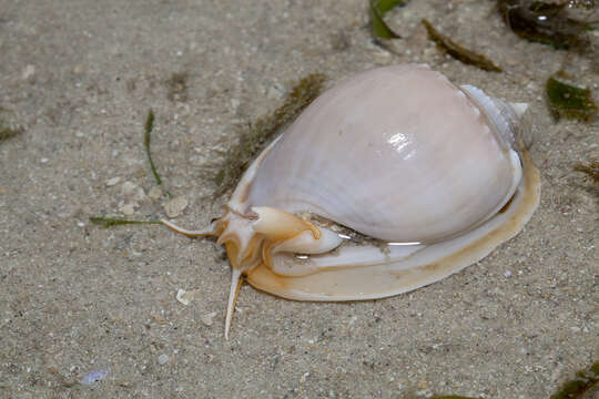 Image of Grey Bonnet