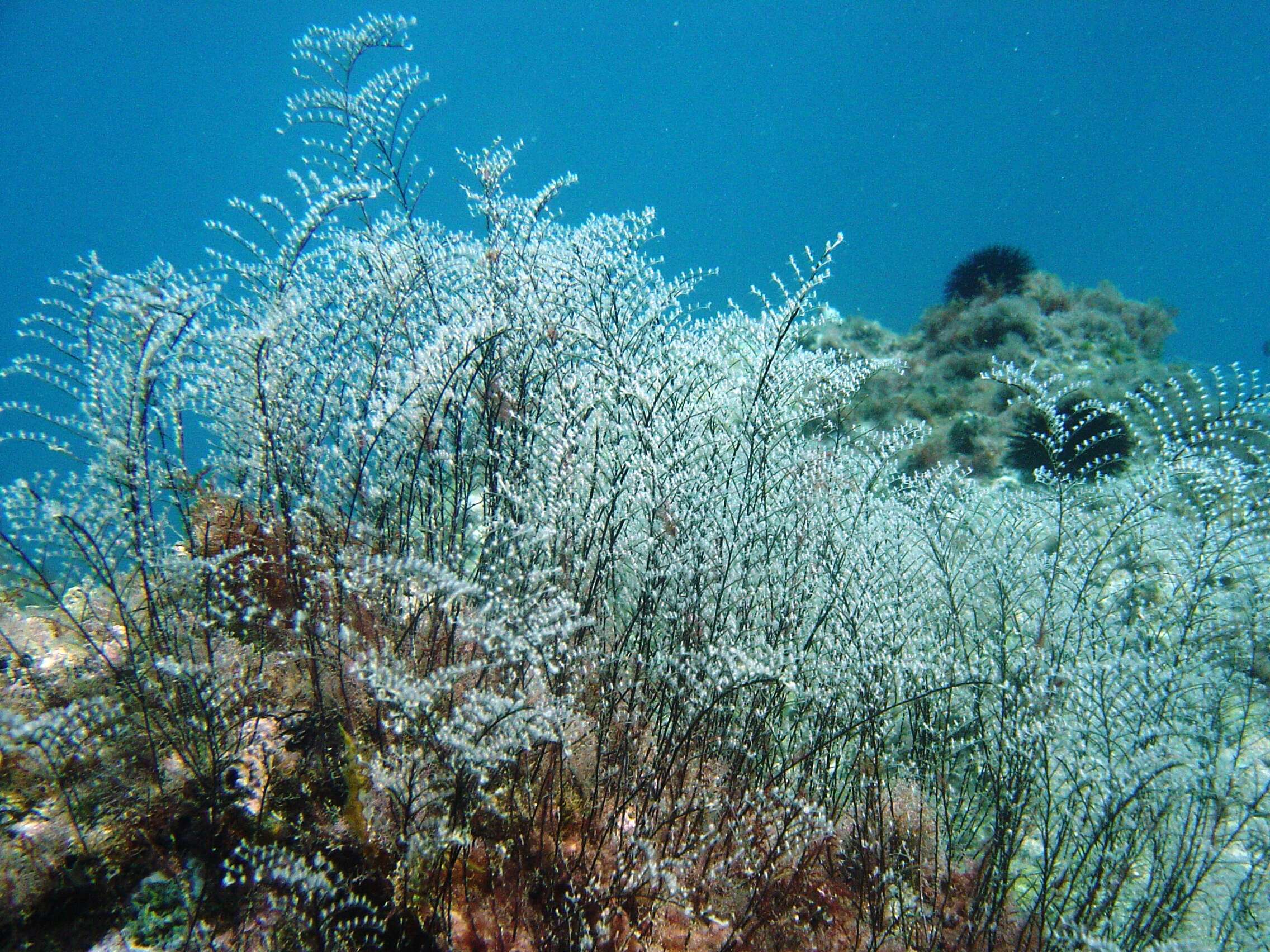 Image of Feather hydroid