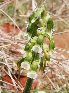 Imagem de Cyclopogon pringlei (S. Watson) Soto Arenas