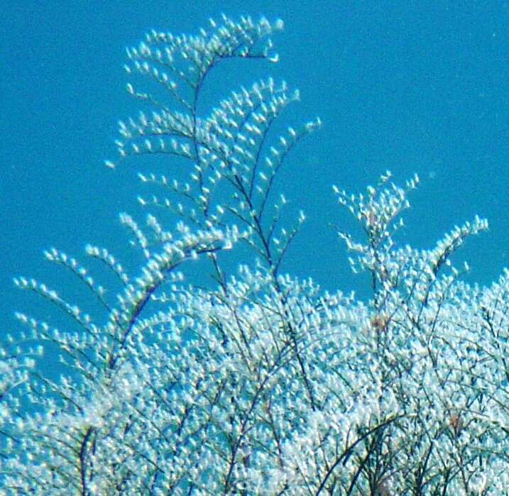 Image of Feather hydroid