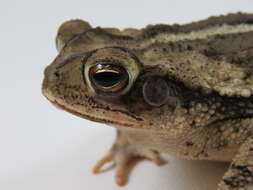 Image of gulf coast toad