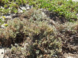 Image of Atriplex barclayana (Benth.) D. Dietr.