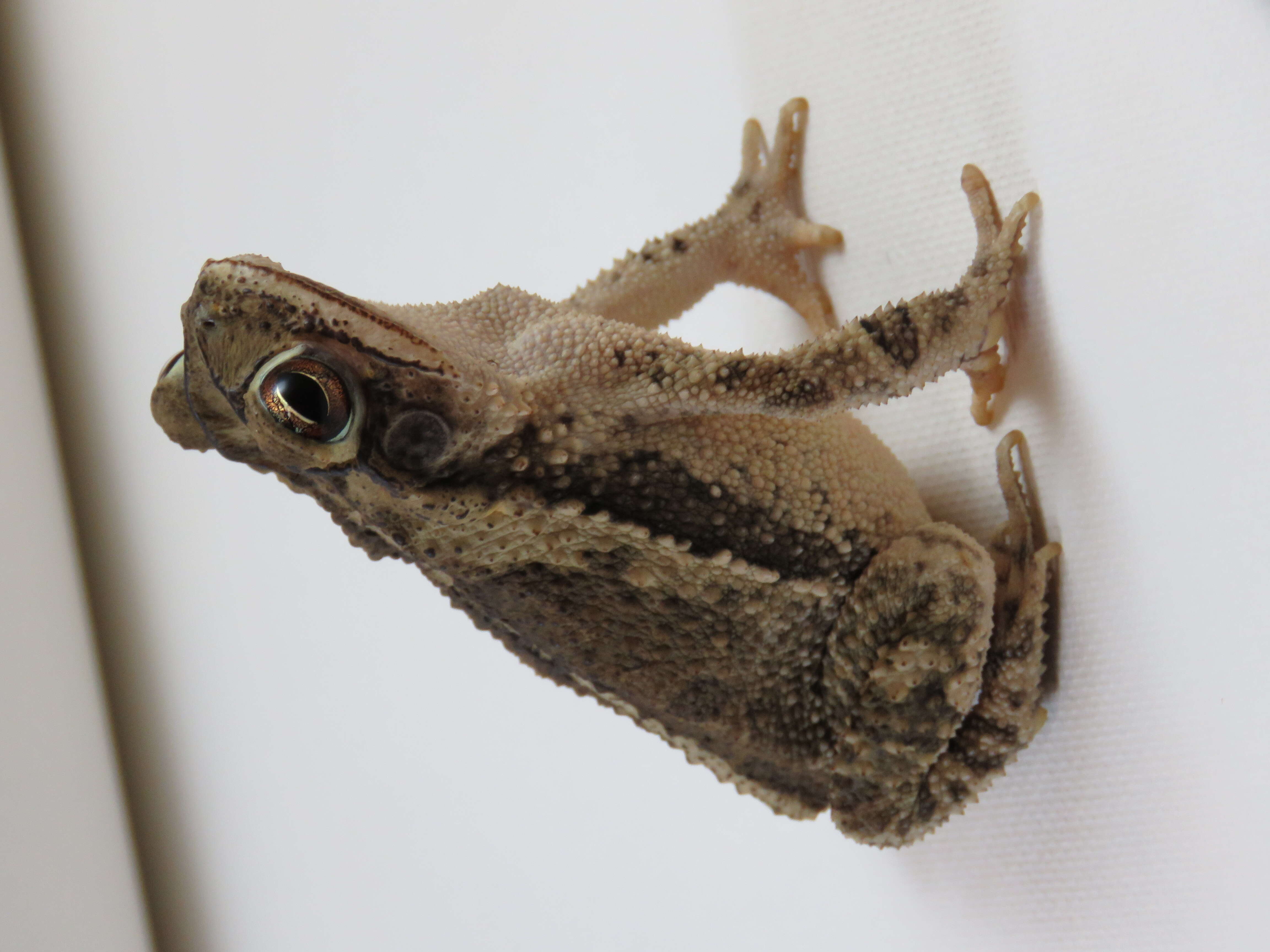 Image of gulf coast toad