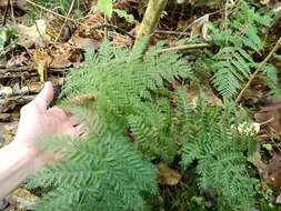 Image of single crepe fern