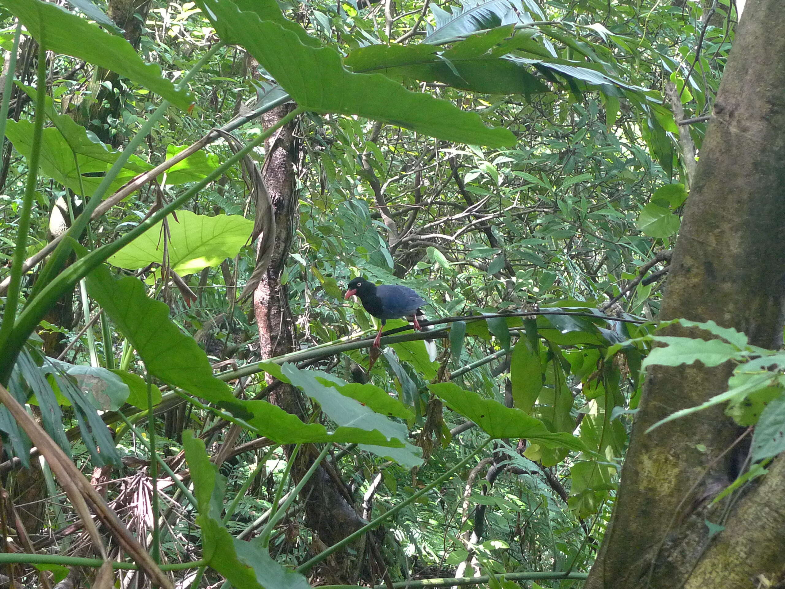 Image of Formosan Magpie