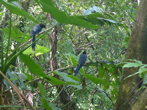 صورة Urocissa caerulea Gould 1863