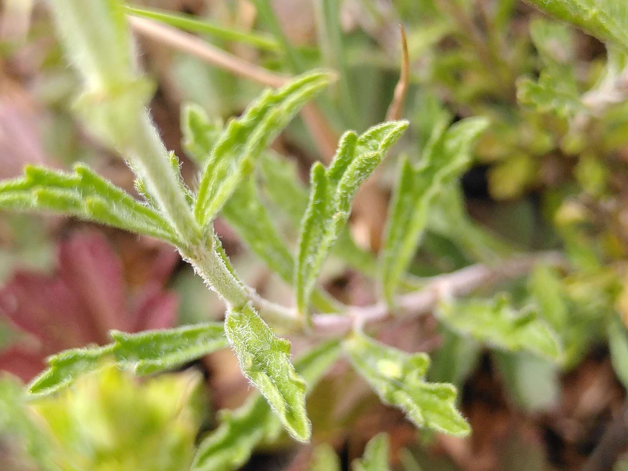 Image de Sideritis fruticulosa Pourr.