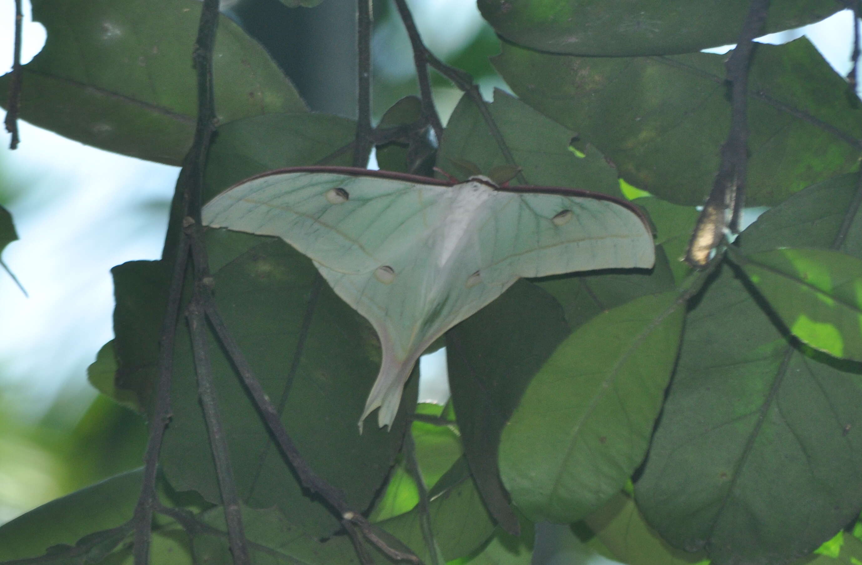 Image of Indian Luna Moth