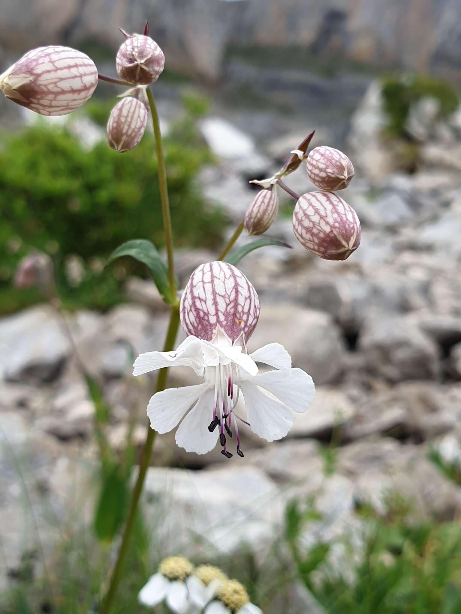 Imagem de Silene vulgaris subsp. glareosa (Jordan) Marsden-Jones & Turrill