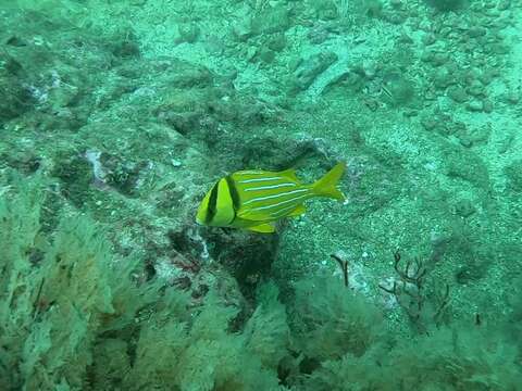 Image of Panama porkfish