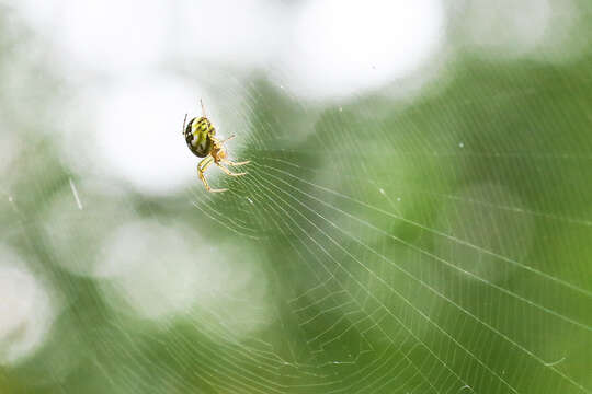 Image of Mangora acalypha (Walckenaer 1802)