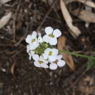 Слика од Harmsiodoxa blennodioides (F. Muell.) O. E. Schulz