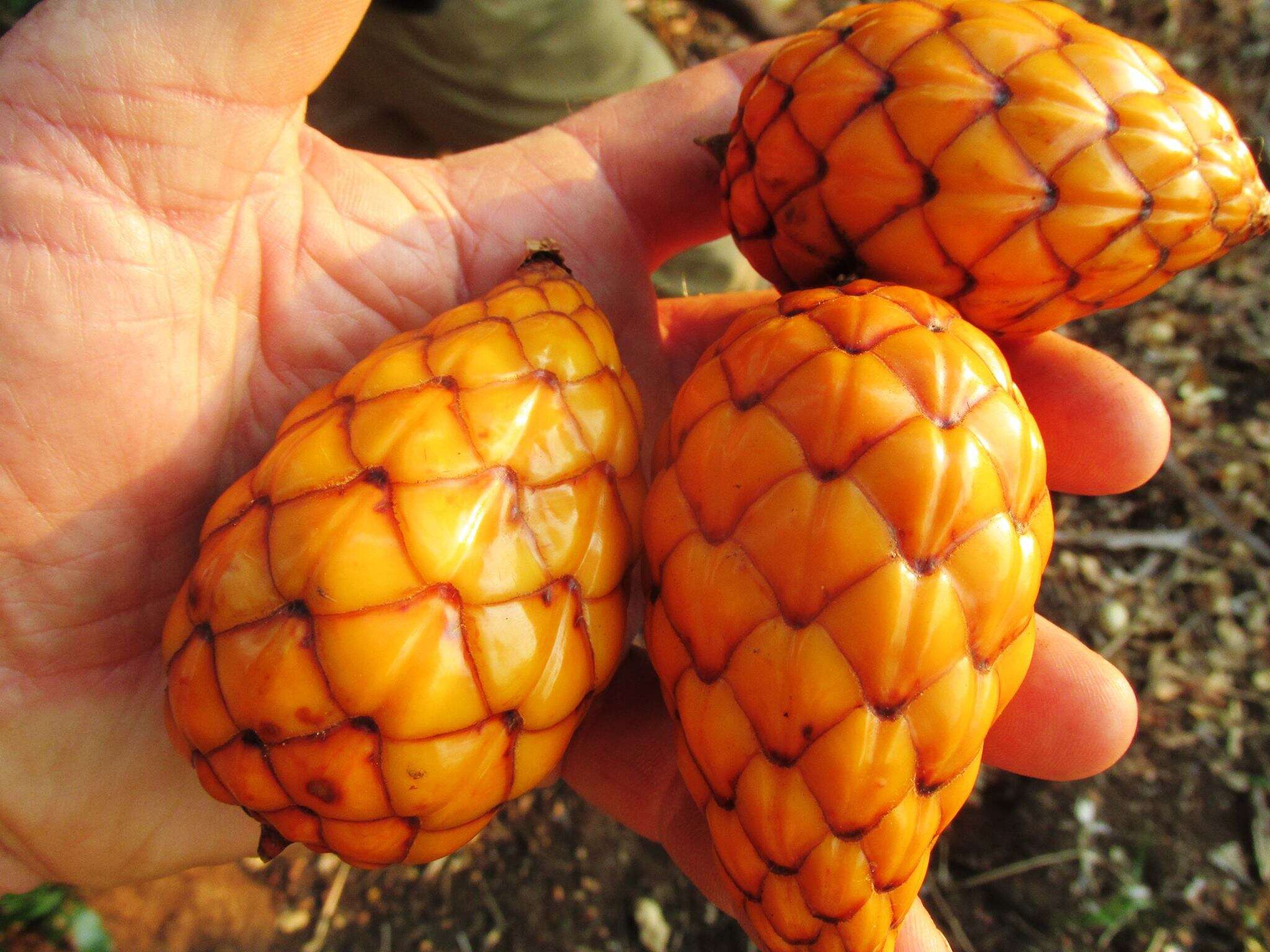 Image of raffia palm