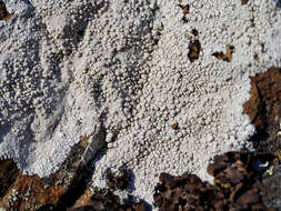 Lecanora rupicola (L.) Zahlbr. resmi