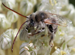 Image of Melissodes tristis Cockerell 1894