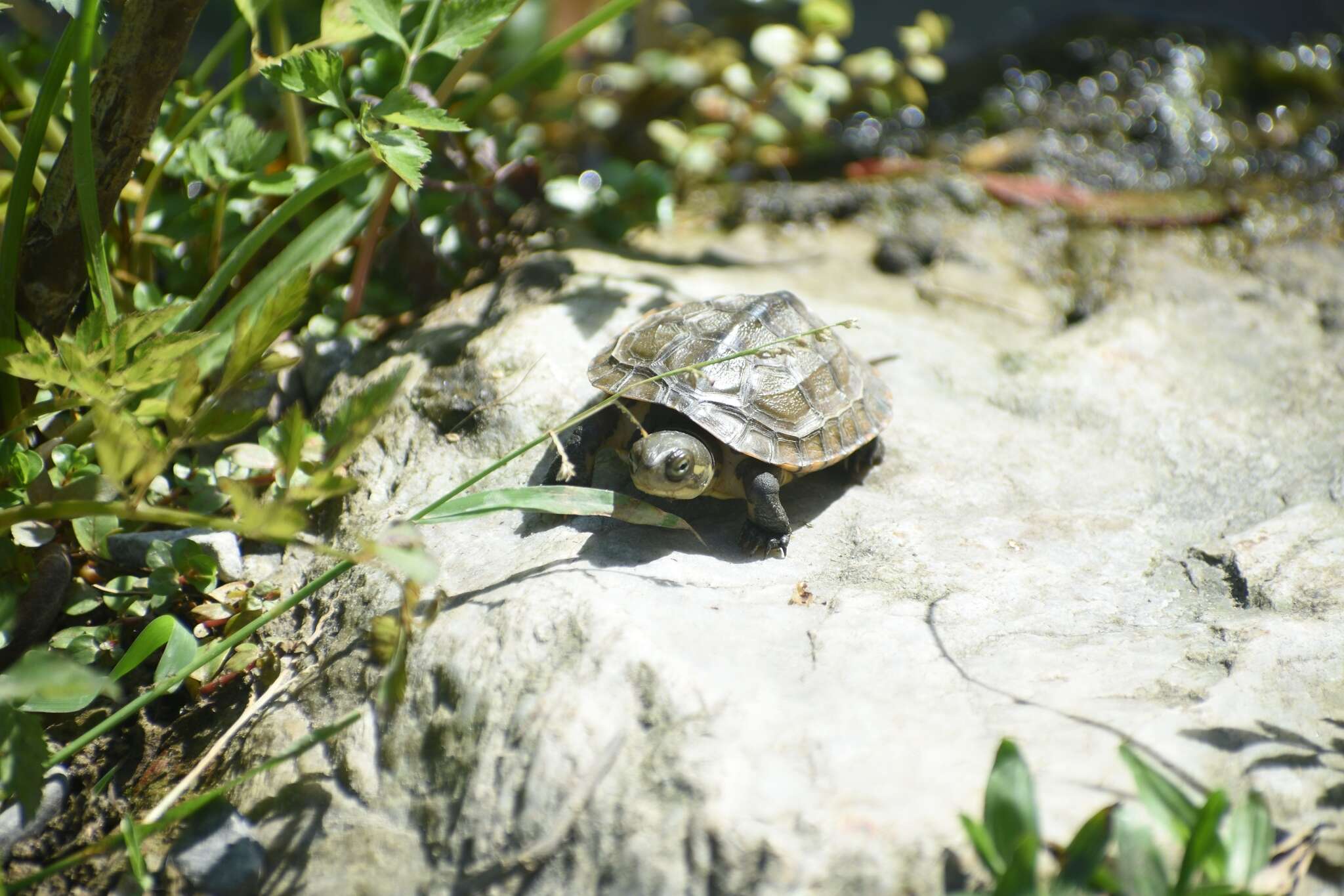 Plancia ëd Mauremys sinensis (Gray 1834)