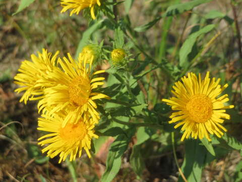 Image of British yellowhead