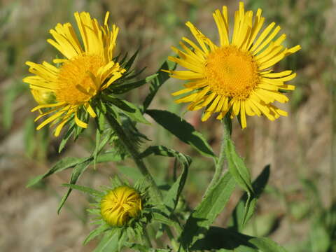 Image of British yellowhead