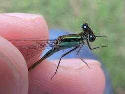 Image of Rambur's Forktail