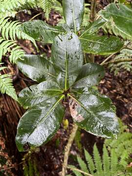 Image of Heberdenia excelsa (Ait.) Banks ex Roem. & Schult.