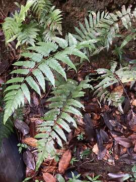 Image of Bird-Wing Tree Fern