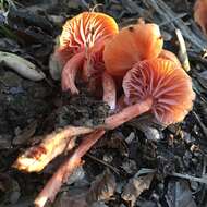 Image of Laccaria laccata (Scop.) Cooke 1884