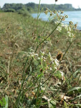 Image of burnet saxifrage