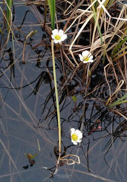 Ranunculus pallasii Schltdl.的圖片