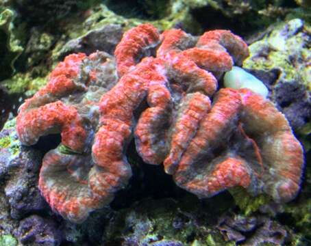 Image of Largebrain Root Coral