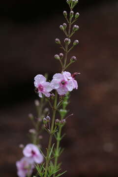 Image of Sopubia simplex (Hochst.) Hochst.