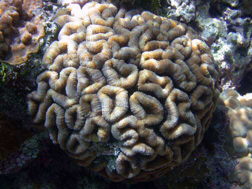 Image of Largebrain Root Coral