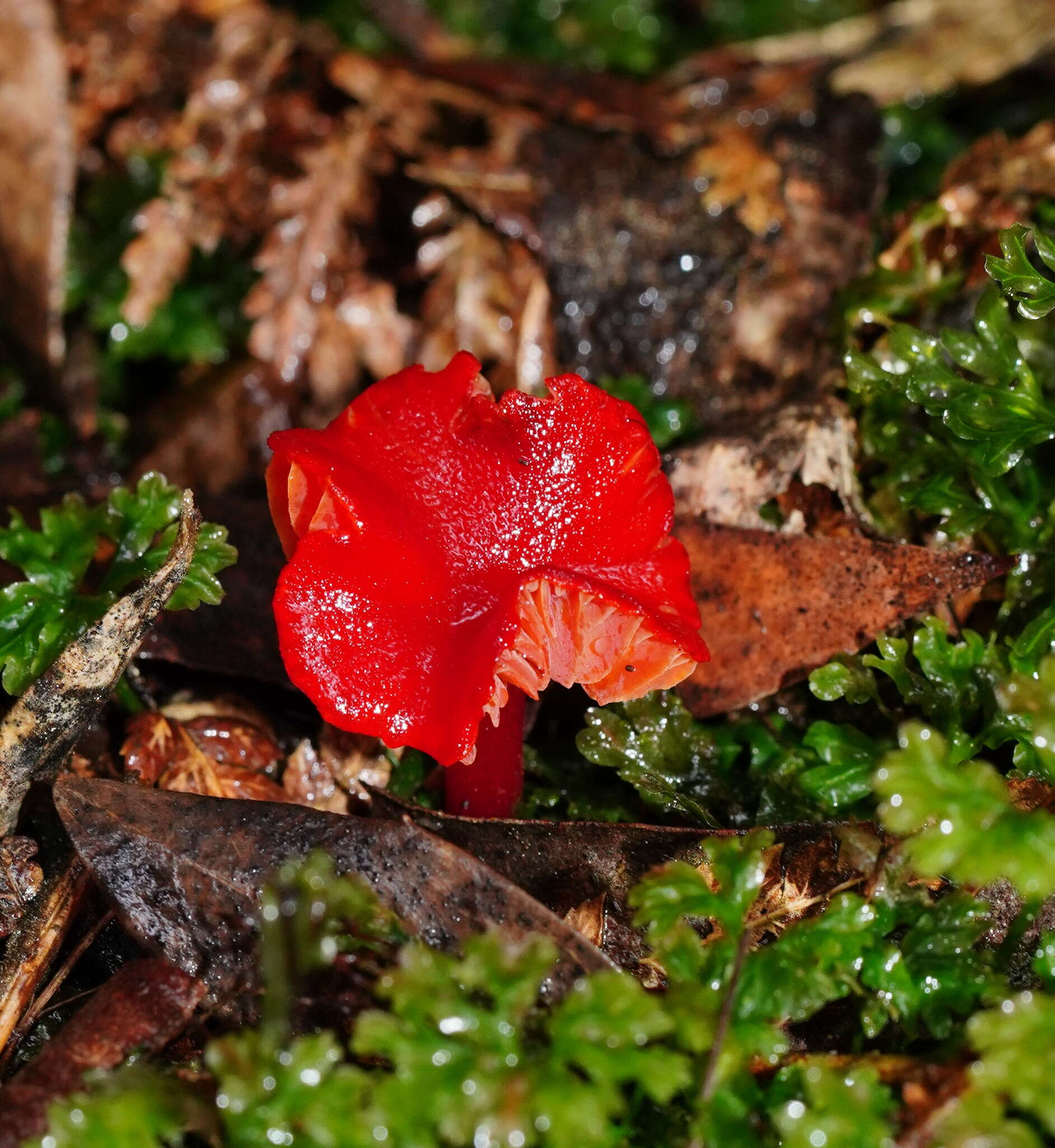 Image of Hygrocybe firma (Berk. & Broome) Singer 1958