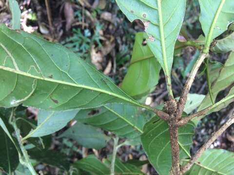 Lithocarpus lepidocarpus (Hayata) Hayata的圖片