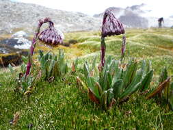 Image of Culcitium serratifolium Meyen & Walp.