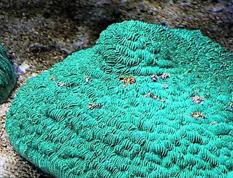 Image of dome coral