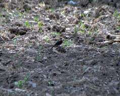 Image of Chestnut-breasted Mountain Finch