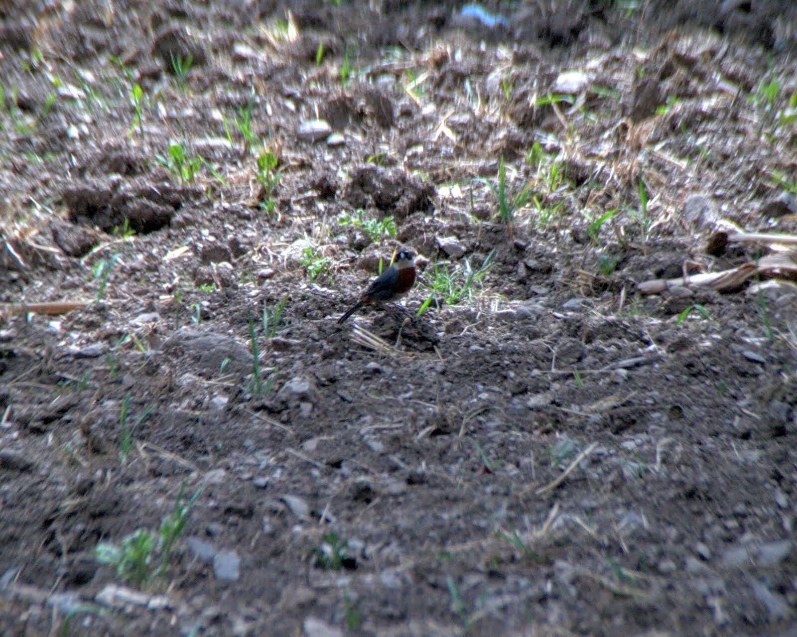 Image of Chestnut-breasted Mountain Finch