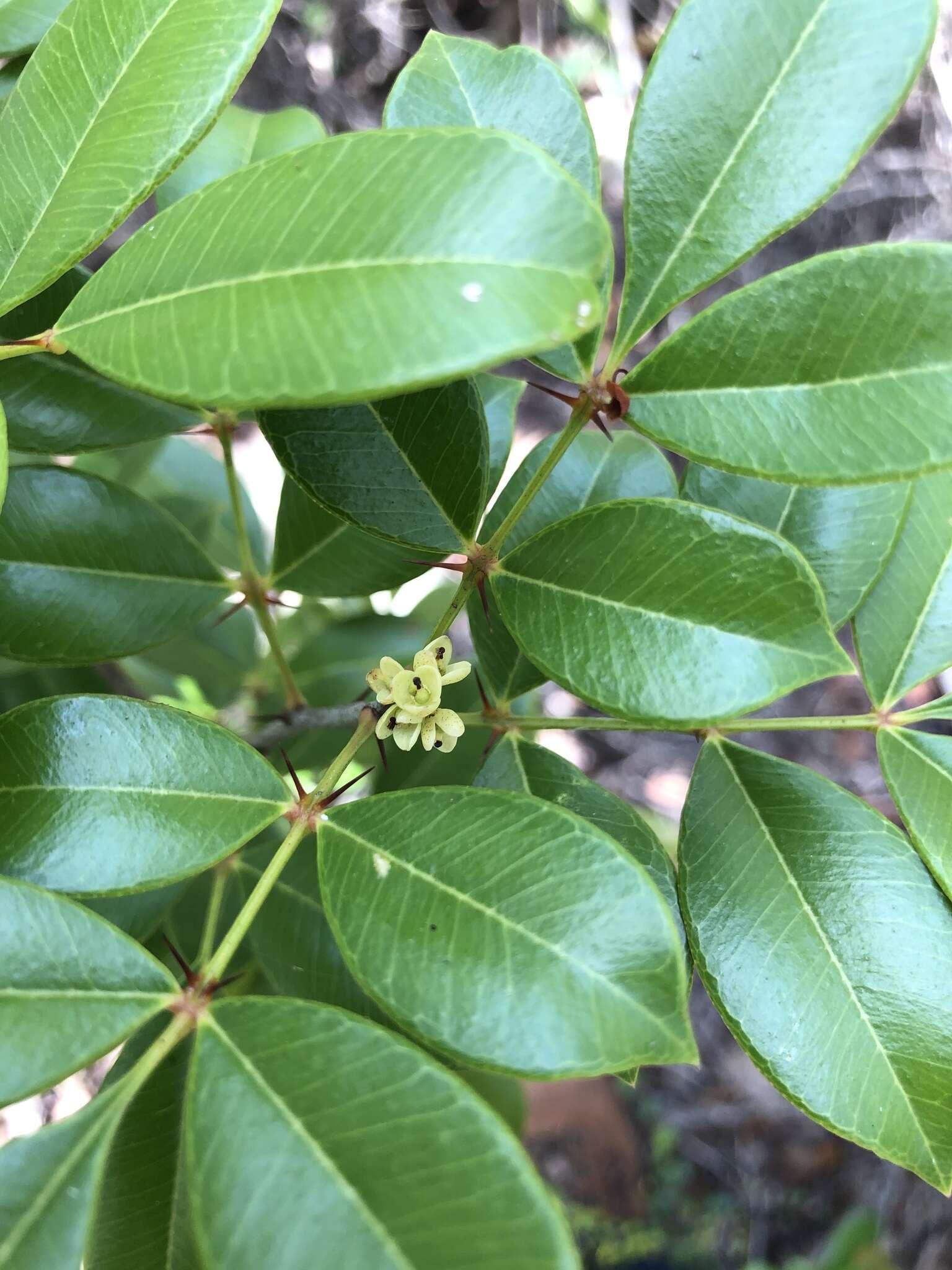 Image of dotted pricklyash