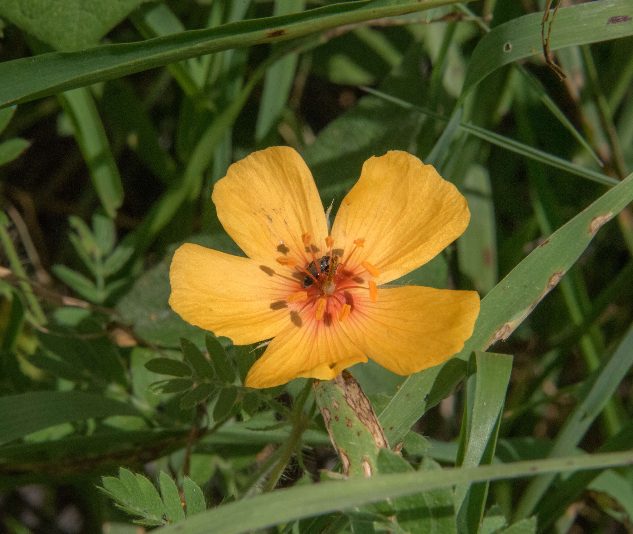 Image of Arizona poppy