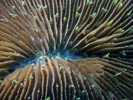 Image of Common Mushroom Coral