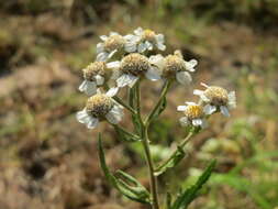 Image of Sneezeweed