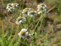 Image of Sneezeweed