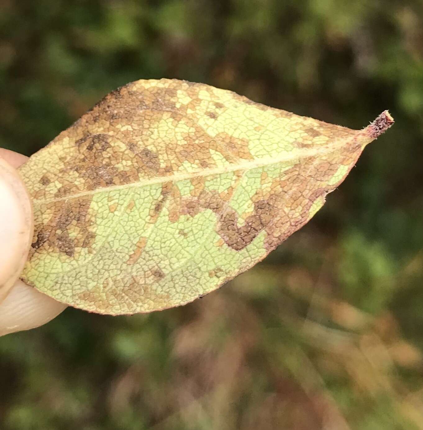 Sivun Stigmella corylifoliella (Clemens 1861) Wilkinson et al. 1979 kuva