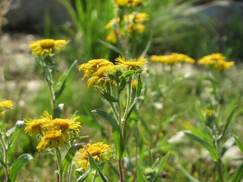 Image of British yellowhead