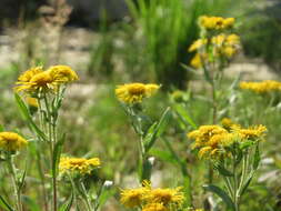 Image of British yellowhead