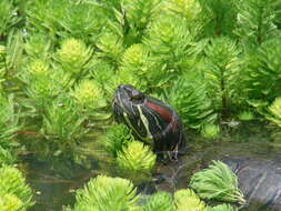 Image of slider turtle, red-eared terrapin, red-eared slider