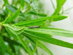 Image of common grass moth